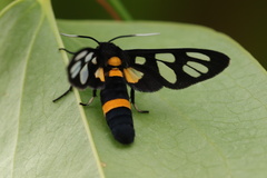 Amata sperbius