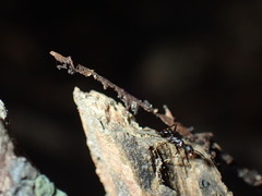 Pheidole liengmei