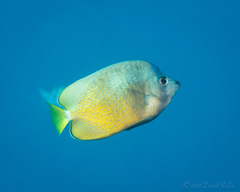 Chaetodon kleinii