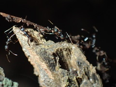 Pheidole liengmei