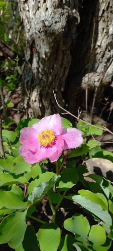 Image of Paeonia daurica by (c) Николай Крылов, some rights reserved (CC BY)