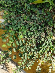 Magnoliopsida