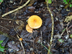 Agaricus trisulphuratus