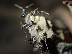 Pheidole liengmei