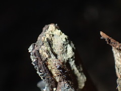 Pheidole liengmei