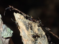 Pheidole liengmei