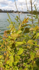 Prunus padus