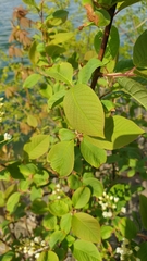 Prunus padus