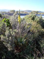 Aloe microstigma microstigma