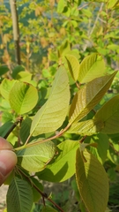 Prunus padus