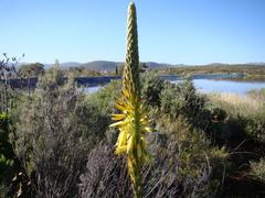 Aloe microstigma microstigma
