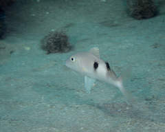 Parupeneus pleurostigma