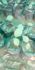 Magnoliopsida