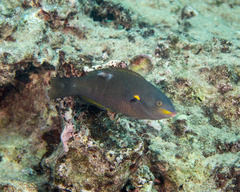 Stethojulis balteata