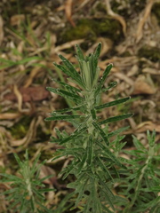 Linochilus rosmarinifolius