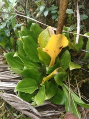 Gomphichis plantaginifolia