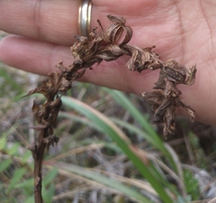 Gomphichis plantaginifolia