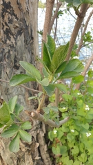 Sambucus nigra