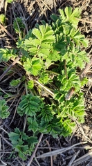 Potentilla tobolensis
