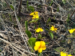 Viola xanthopetala