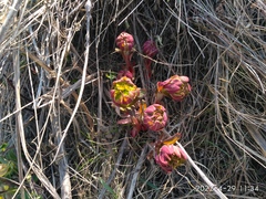 Euphorbia hylonoma
