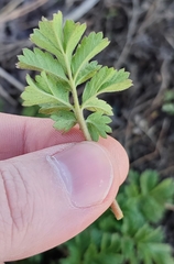 Potentilla tobolensis