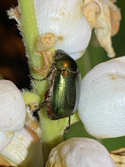 Anomala russiventris