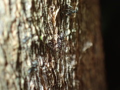 Technomyrmex pallipes