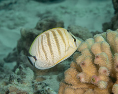 Chaetodon multicinctus
