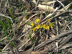 Gagea hiensis