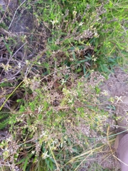 Wahlenbergia neostricta