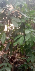 Magnoliopsida