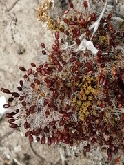 Pterygoneurum ovatum