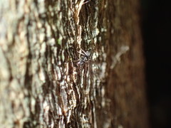 Technomyrmex pallipes