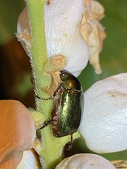 Anomala russiventris