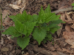 Lithospermum latifolium