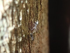 Technomyrmex pallipes