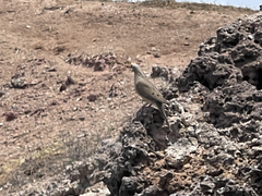 Zenaida macroura clarionensis