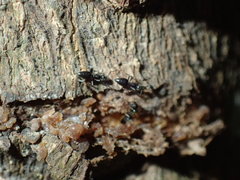 Technomyrmex pallipes