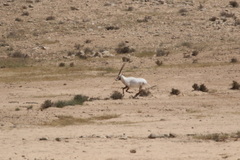 Oryx leucoryx
