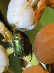 Anomala russiventris