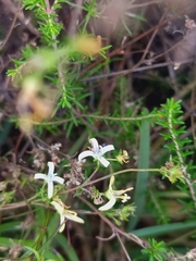 Wahlenbergia neostricta