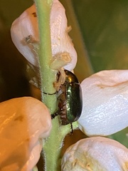 Anomala russiventris
