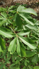 Aesculus pavia