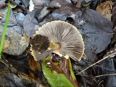 Agaricus trisulphuratus