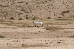 Oryx leucoryx