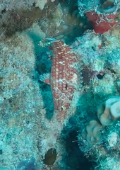 Oxycheilinus mentalis