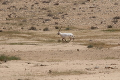 Oryx leucoryx