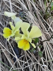 Viola eugeniae