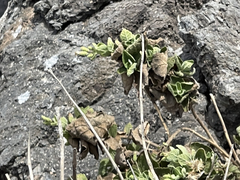 Brickellia peninsularis